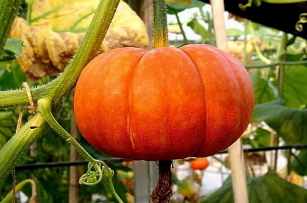 消化科醫生提醒：這3類蔬菜，“倒貼錢”也別吃，下次買菜要注意