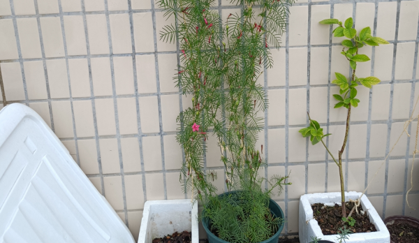 這種植物開花像“星星”，育苗養護多注意些，越長越旺盛