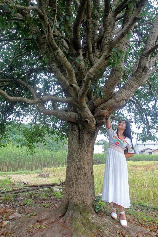 自是花中第一流的桂花 自是花中第一流的桂花