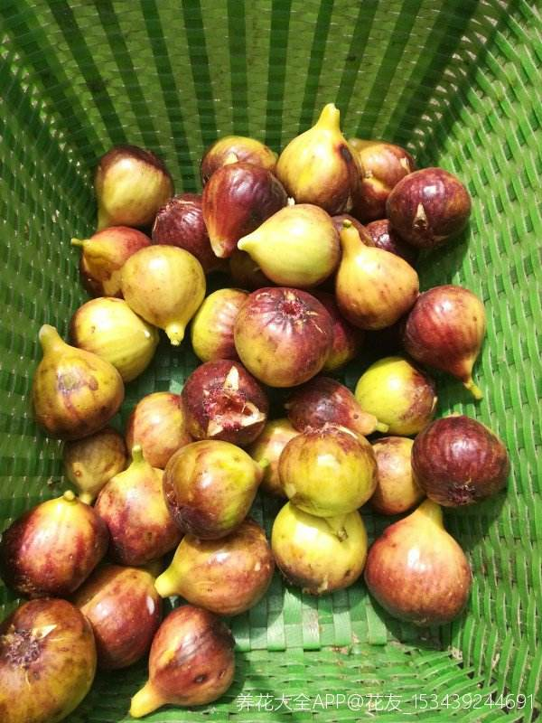 無花果不愁不會挑,簡單3招,店老闆都直呼內行 無花果不愁不會挑,簡單3招,店老闆都直呼內行