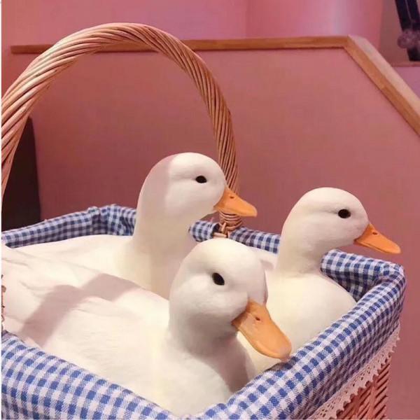 王思聰養的寵物鴨為什麼那麼貴?普通人為什麼不建議養? 王思聰養的寵物鴨為什麼那麼貴?普通人為什麼不建議養?