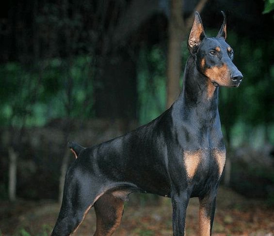 狗界智商前8名，你能猜對幾個？可能你家也在養