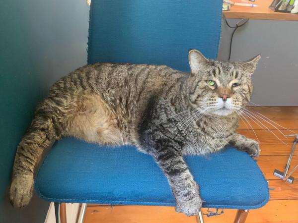 狸花貓長到了22斤後，被拋棄在收容所，網友：真不配當主人