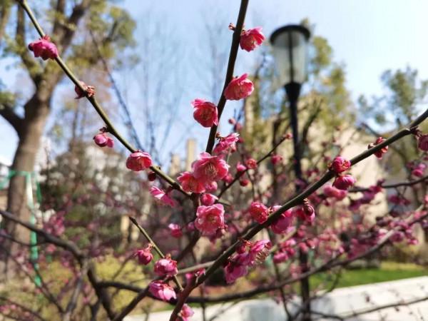 長寧這個“街心花園”的梅花開了，可美啦