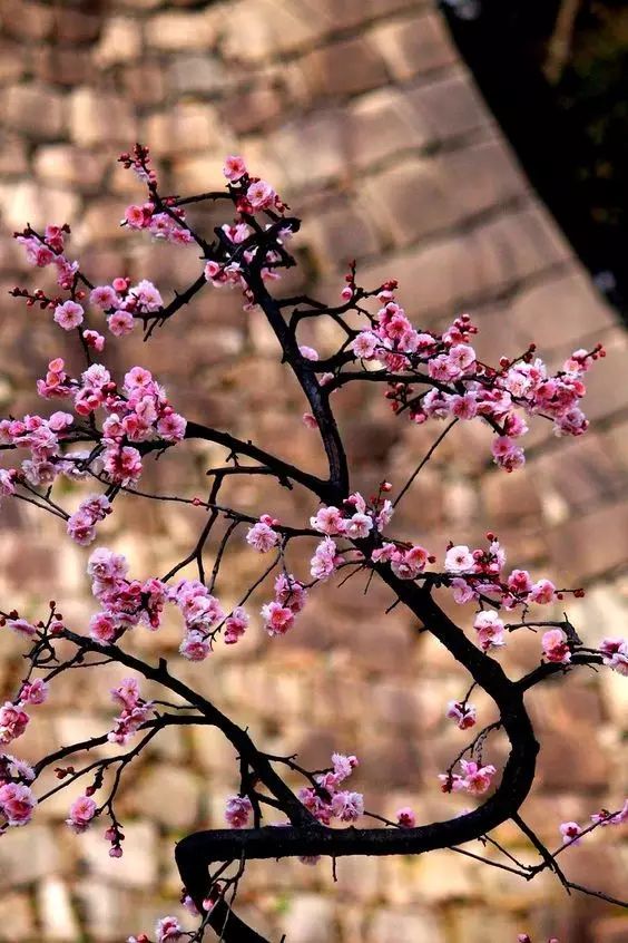 明日立冬，送你一組梅花圖，一首詩詞，願閤家團圓過暖冬