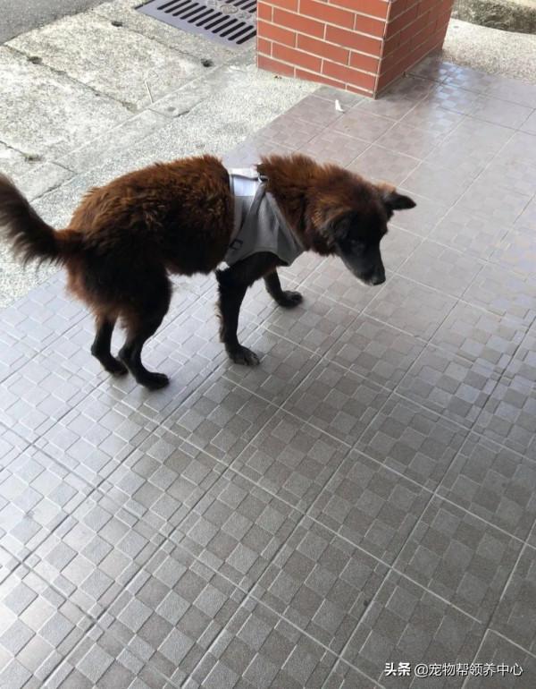 流浪狗躲雨後不願離開，為留下竟做出這些舉動，懂事得讓人心疼