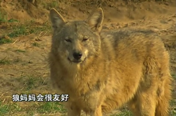 義母花犬哺育狼幼崽，入狼群和大灰談戀愛，動物的愛情也是愛情