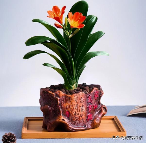 適合客廳養的“4種花”,少曬太陽、少澆水,開花越旺“人也旺” 適合客廳養的“4種花”,少曬太陽、少澆水,開花越旺“人也旺”