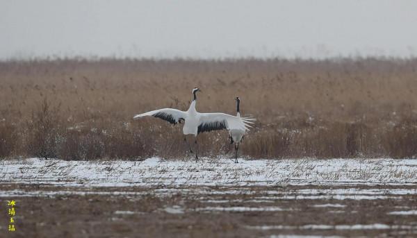 2022北京冬奧會開幕式上的美麗精靈