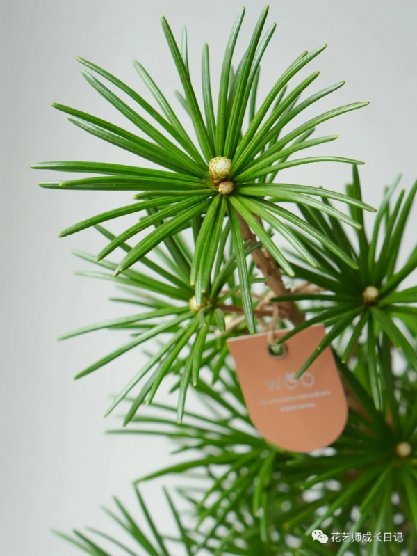 每日一花 | 日本金松,生活就要“放青松”~vol.14 每日一花 | 日本金松,生活就要“放青松”~vol.14