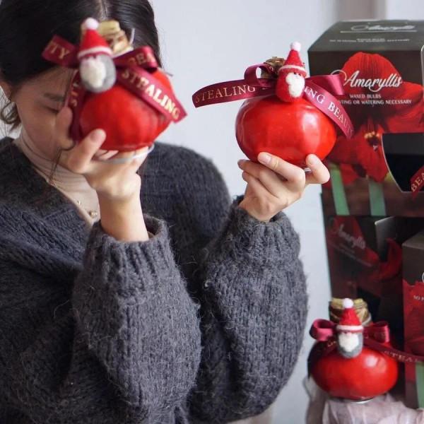 每週一花---朱頂紅