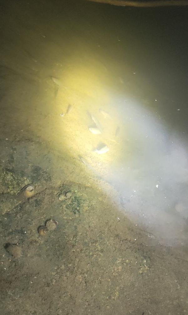 「十週年」深秋夜釣餌料使用要講究