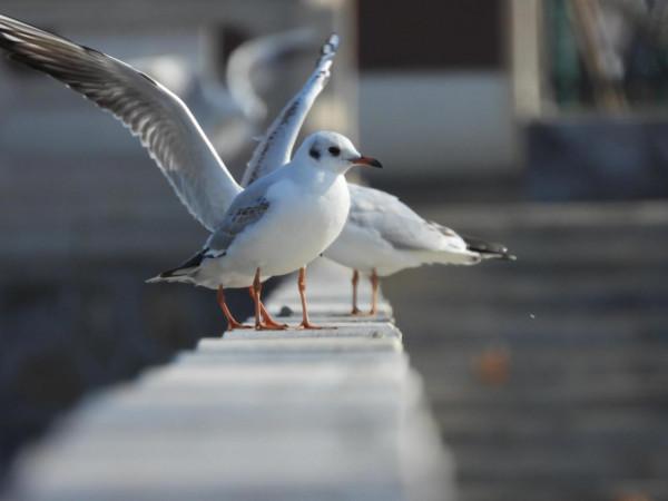 冀州區魚市北河上上演著一場精彩的表演
