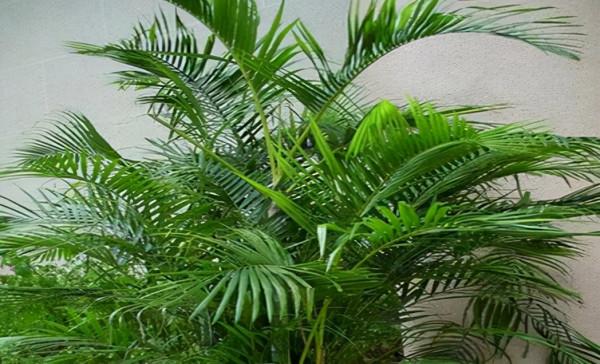 適合養在客廳的“6種吉祥花”，大氣有格調，高階上檔次