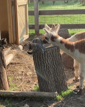 有社交牛逼症的狸花貓，征服了農場所有動物，成為了農場的代言人
