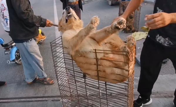 500塊咬人金毛賣狗販,不明真相的狗狗因信任主人,狗市裡撒歡 500塊咬人金毛賣狗販,不明真相的狗狗因信任主人,狗市裡撒歡