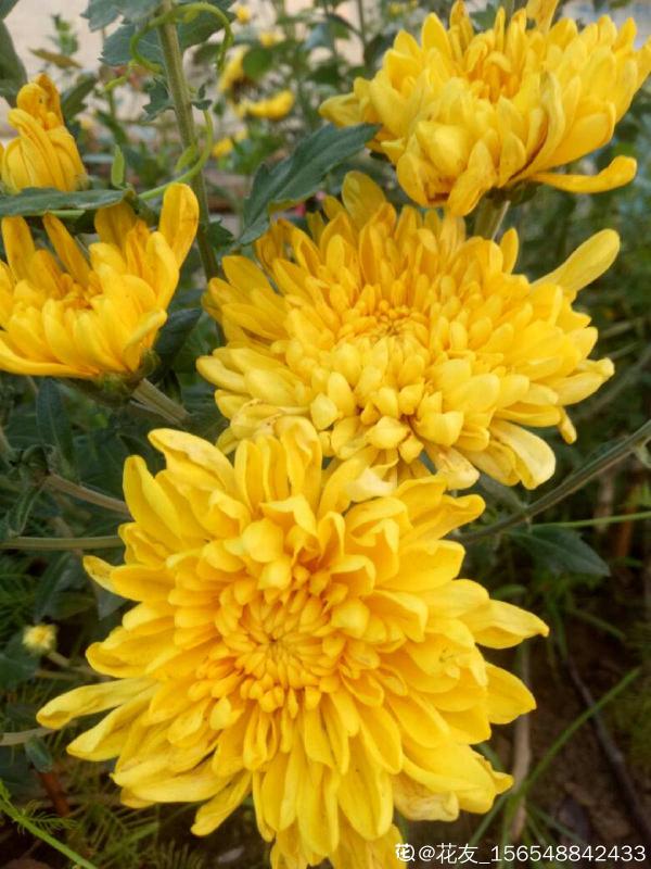 4種花現在正“餓”,多給它補點大補肥,才能長得壯 4種花現在正“餓”,多給它補點大補肥,才能長得壯