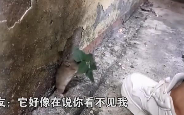 男子在牆角遇見1只老鼠，卻不由被逗樂了：這也太可愛了吧？