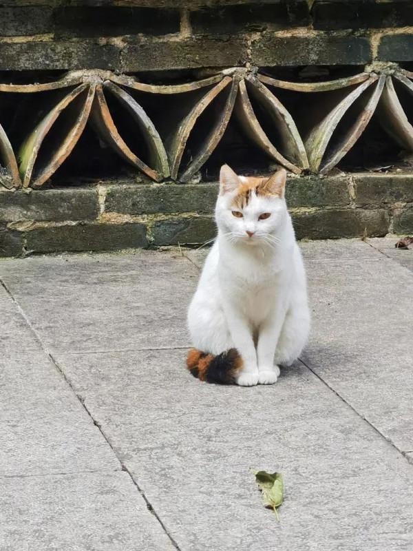 &OpenCurlyDoubleQuote;故宮貓&rdquo;在越秀出沒！收下這份博物館&OpenCurlyDoubleQuote;吸貓&rdquo;指南