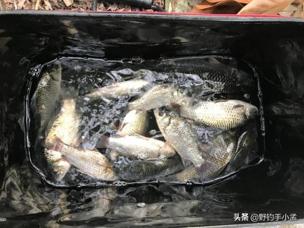 如何判斷窩子裡有沒有魚？有多少數量魚？教你兩個方法快速判斷