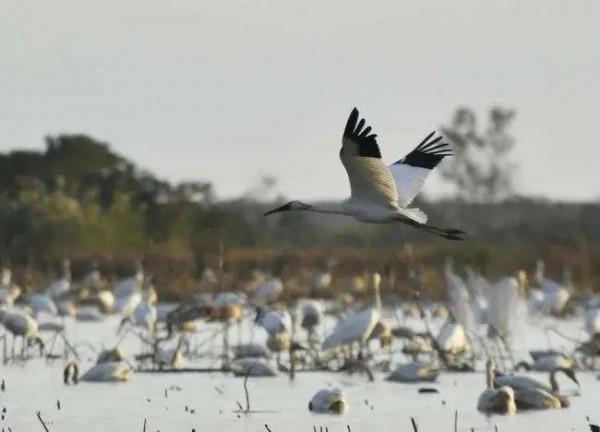 壯觀!江西迎來大批候鳥,畫面美翻了 壯觀!江西迎來大批候鳥,畫面美翻了