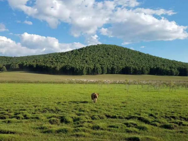 藍天白雲的呼喚