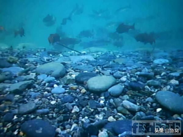 美國釣魚網sniper:我和飛蠅釣的緣分2 美國釣魚網sniper:我和飛蠅釣的緣分2