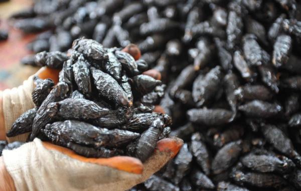 國家對檳榔“下狠手”!一包賣到100元的檳榔,對國人危害多大? 國家對檳榔“下狠手”!一包賣到100元的檳榔,對國人危害多大?