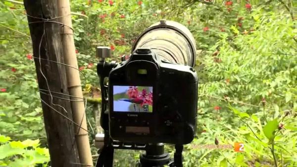 210種鳥類！高黎貢山百鳥谷，各地觀鳥愛好者打卡地，太美了