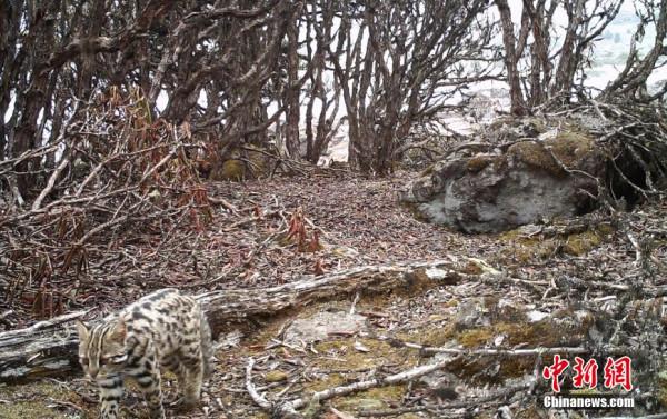 四川栗子坪保護區紅外相機拍到多種珍稀野生動物