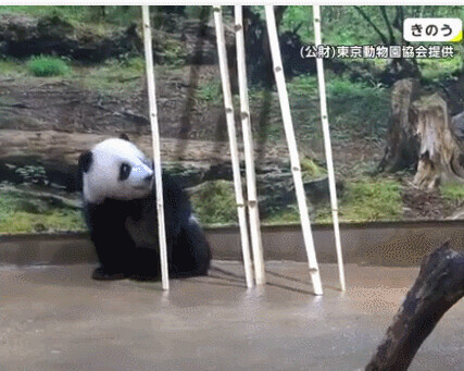 旅日雙胞胎熊貓將正式同遊客見面：必須抽籤看 300多人中1人