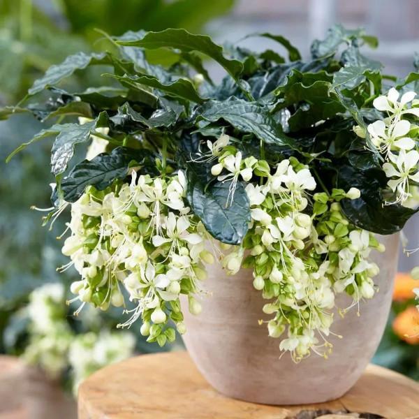 春節前後特別受歡迎的垂茉莉，別急著買，看看它適不適合你養