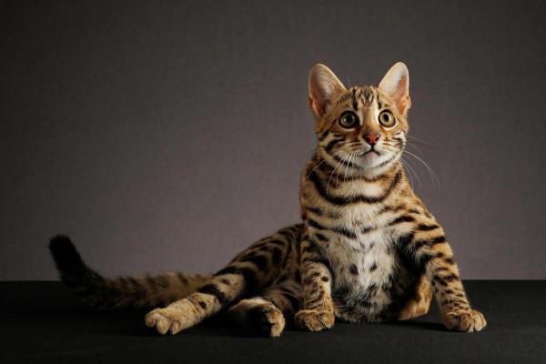 曾被人當“貓”養,殊不知是“石虎”,消失多年,如今出現在廣東 曾被人當“貓”養,殊不知是“石虎”,消失多年,如今出現在廣東