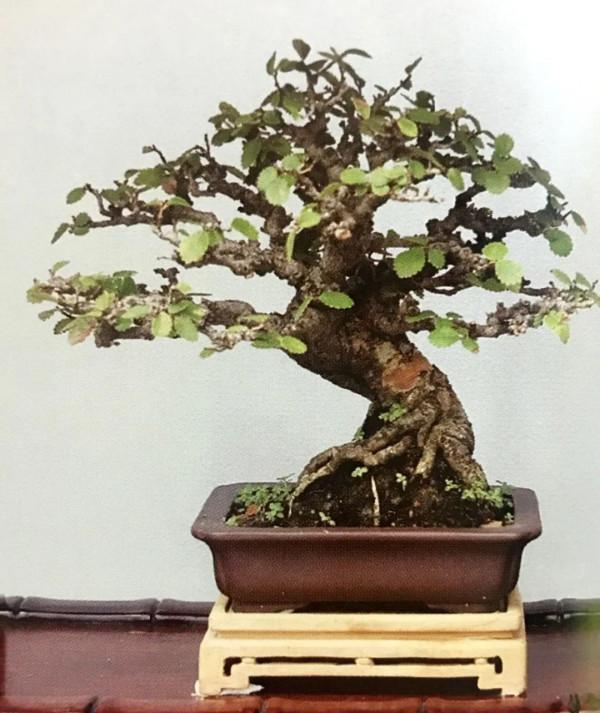 初見是毫不起眼的小苗，先養坯再造型，三年“脫胎”變盆景