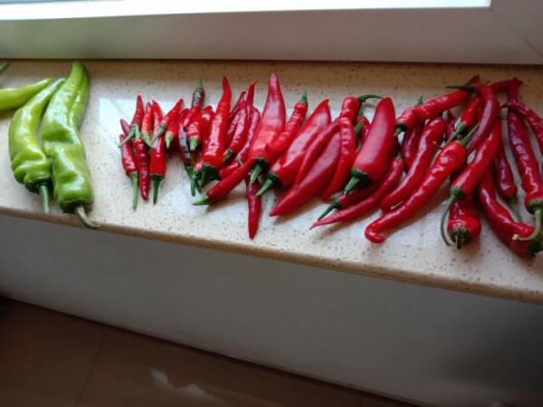 自己動手,豐衣足食,在家裡和車庫前面種的辣椒能自給自足啦 自己動手,豐衣足食,在家裡和車庫前面種的辣椒能自給自足啦