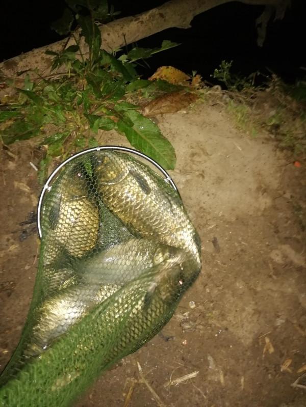 意外收穫野生大鯉魚，洗臉盆都裝不下