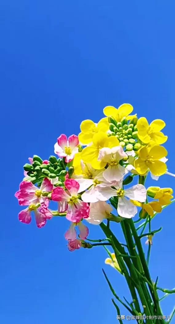各種花卉植物，養在家裡什麼地方合適