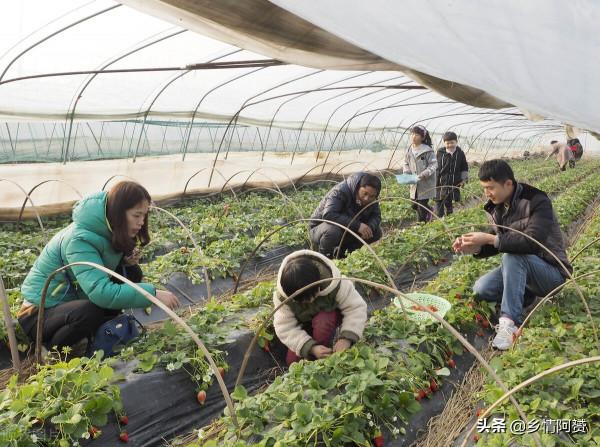 紅極一時的農村“採摘樂”,為何逐漸被大眾冷落 紅極一時的農村“採摘樂”,為何逐漸被大眾冷落