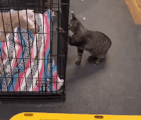 用“鹹貓手”摸遍醫院上下！愛社交的狸花，真的好可怕啊啊啊