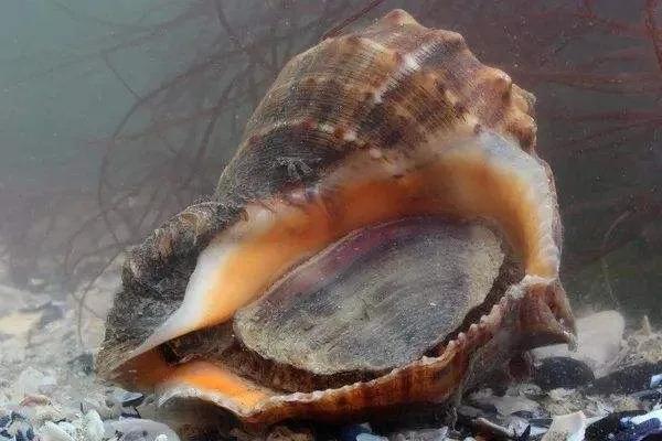 全民公敵！脈紅螺入侵黑海“氾濫成災”，急需中國吃貨幫忙