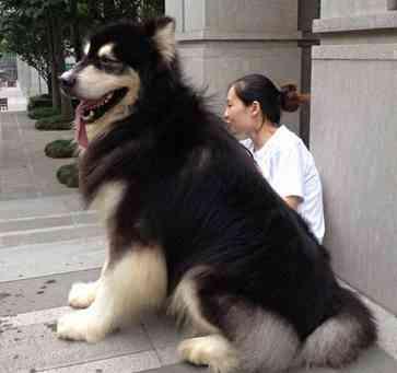 狗狗品種介紹大全！我們應該怎麼挑選適合自己的狗狗？