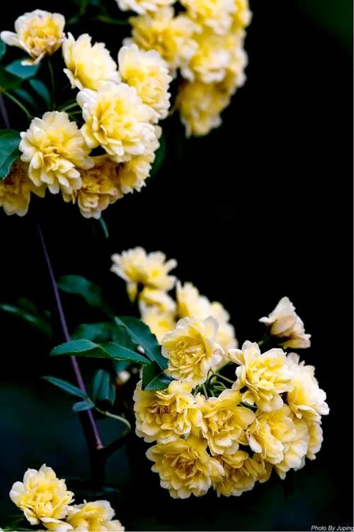 淡雅芬芳木香花