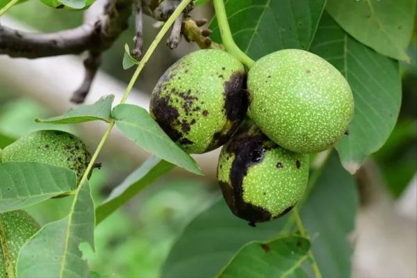 為什麼核桃黑蛋越來越嚴重？把握時間節點進行預防，核桃產量高