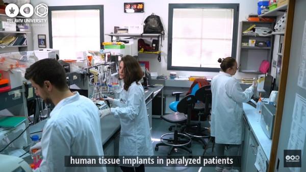 癱瘓小鼠接受人類脊髓組織移植，能重新走路了！或將治癒諸多絕症