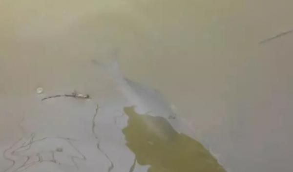 幾個看似簡單的野釣技巧,真的簡單? 幾個看似簡單的野釣技巧,真的簡單?