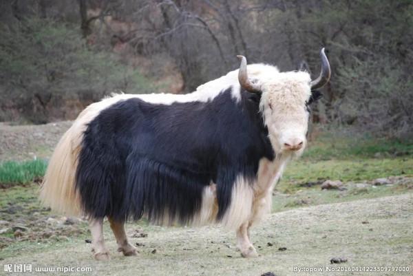 犛牛，高原生活之保障