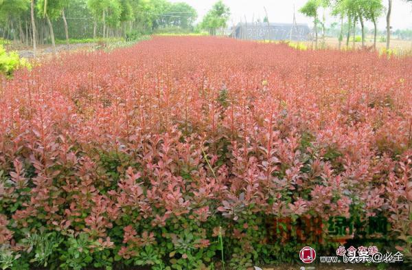 快看!全國苗木供需將呈現三大趨勢 快看!全國苗木供需將呈現三大趨勢