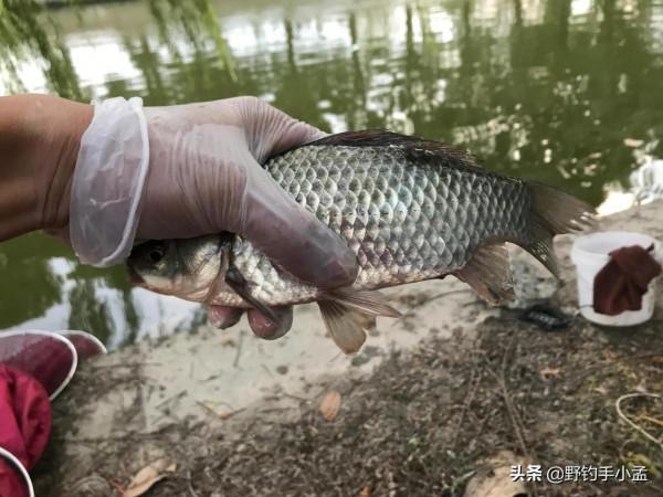 天越冷此釣法越有效,“隔夜窩”這麼用,魚貨就比別人多 天越冷此釣法越有效,“隔夜窩”這麼用,魚貨就比別人多