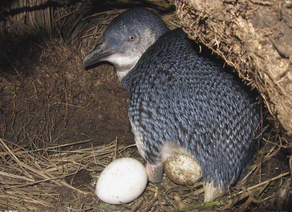 澳洲走地雞?實則是藍色微型企鵝,霓虹下相依背影成就攝影類大獎 澳洲走地雞?實則是藍色微型企鵝,霓虹下相依背影成就攝影類大獎