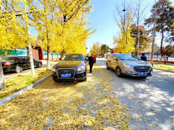 快來，房山這條“金色”打卡聖地又到最美時刻！多圖記錄美好瞬間